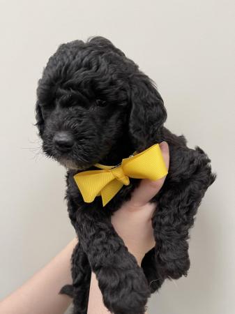 ££ REDUCED MULTI GENERATION MINIATURE LABRADOODLE DNA TESTED for sale in Norwich, Norfolk - Image 19