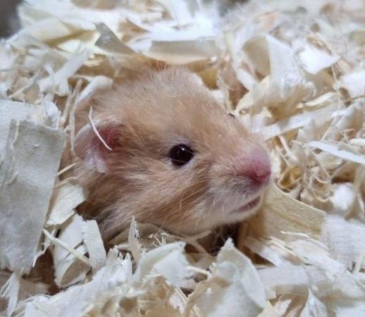 Image 8 of Baby Syrian Hamsters- Males & Females