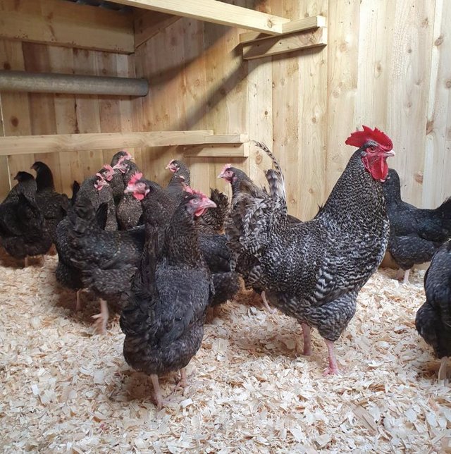 Preview of the first image of Hatching eggs for sale various breeds.