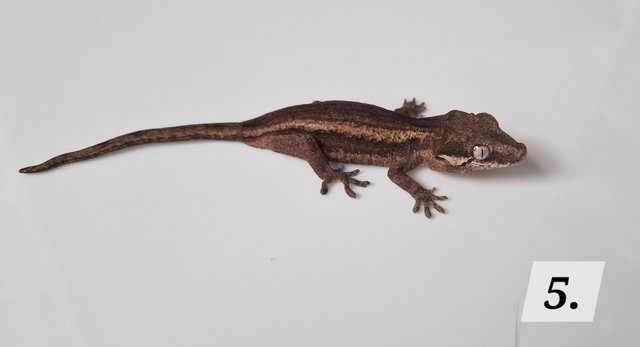 Image 3 of Cb23 gargoyle geckos for sale unsexed