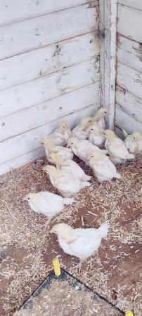 Image 1 of Bresse Hatching eggs and young hens available.