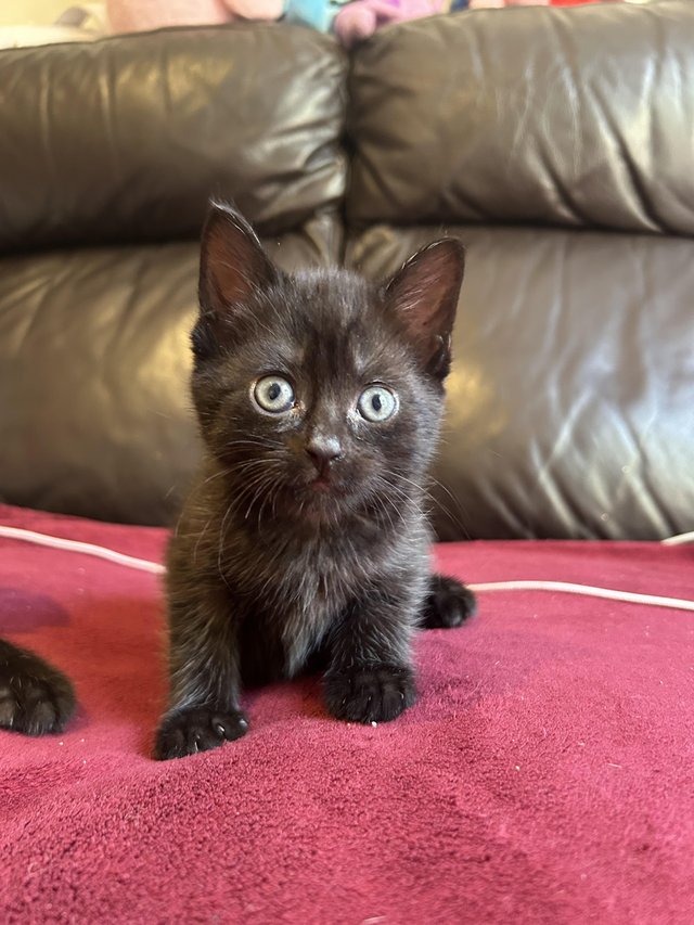Kittens for sale - ready now — photo 4 of 4
