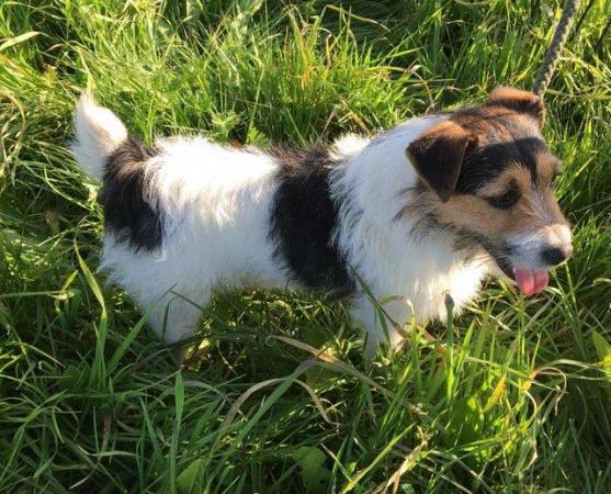 Image 1 of Jack Russell terrier standing at stud