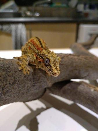 Image 2 of Adult Female CB 2020 Red Striped Gargoyle Gecko