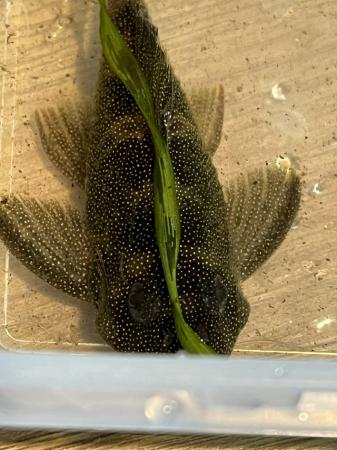 Image 4 of L262 adult pair. Spotted Plecos. £60