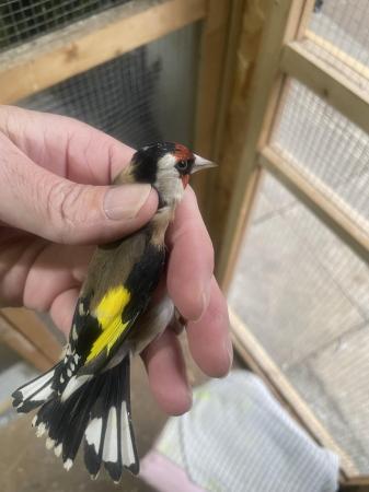 Image 8 of 2022 male and 2023 female goldfinch pair