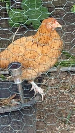 Image 1 of I have a chicken for sale
