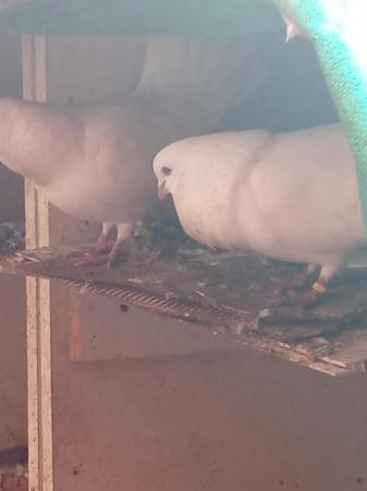 Image 5 of White Indian fantail pigeons