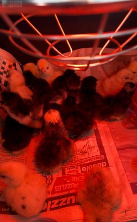 Image 2 of Chicks for sale various rarer breeds & colours