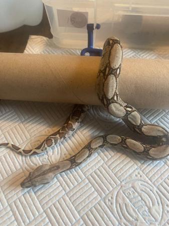 Image 1 of Boa Constrictor Babies for sale