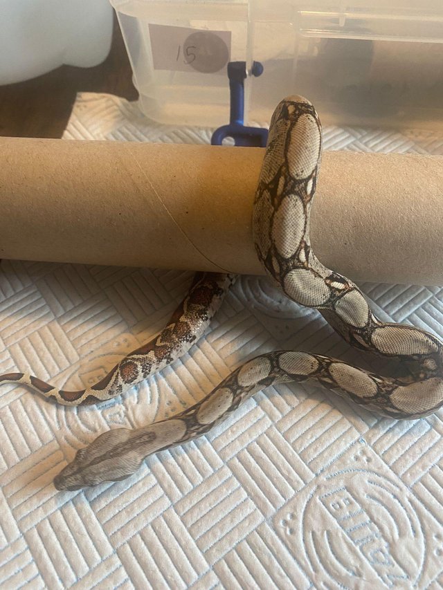 Preview of the first image of Boa Constrictor Babies for sale.
