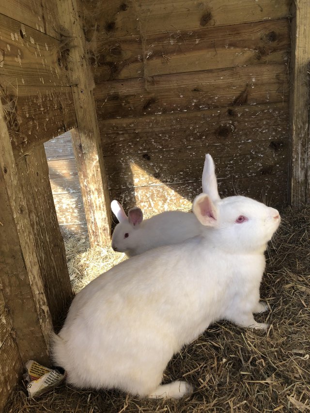 Preview of the first image of Adorable baby New Zealand White rabbits.
