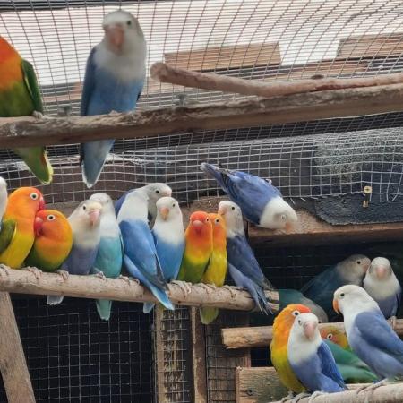 Image 1 of 16 to 24 month old lovebirds for sale