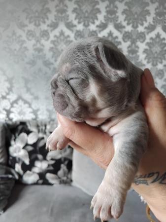 Image 2 of French bull dog puppies kc registered