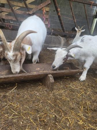 Image 1 of 3 wethers for sale all been brought up with kids