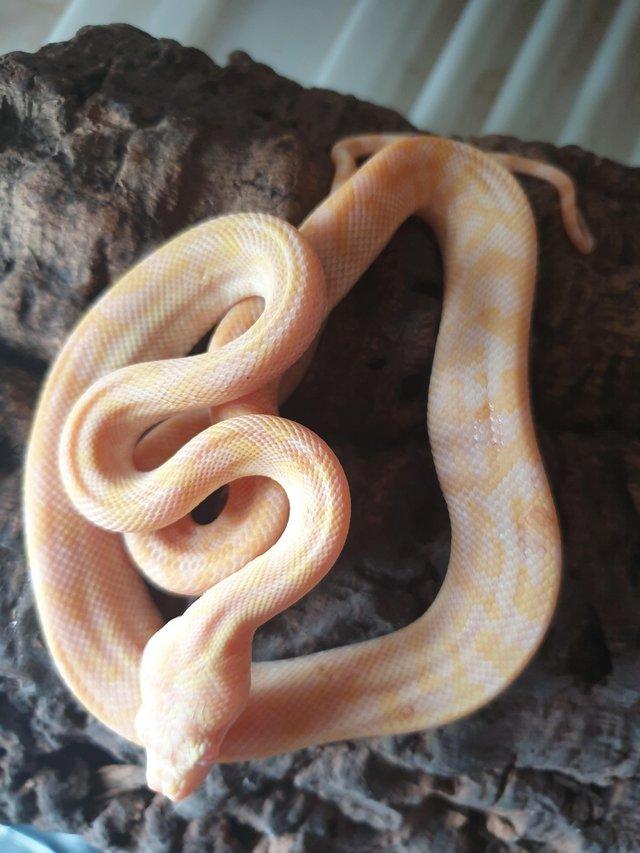 Preview of the first image of female albino carpet python.