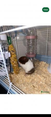 Image 1 of WANTED sybrian hamster with cage