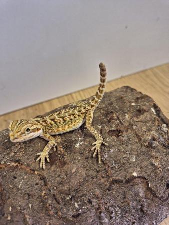 Image 5 of Beautiful Baby bearded dragons for sale