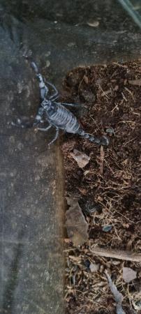 Image 3 of Asian blue forest scorpion