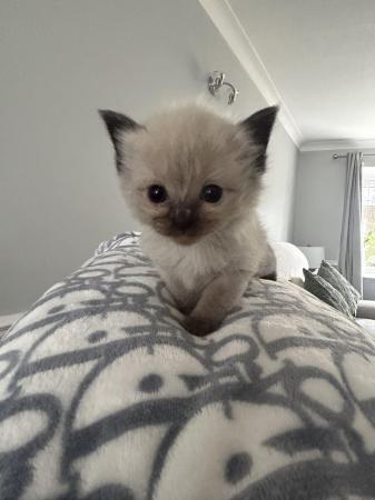 Image 10 of Our beautiful rag doll kittens