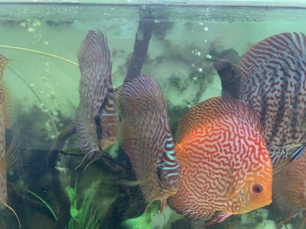 Image 4 of Discus Fish captivating freshwater beauties can deliver