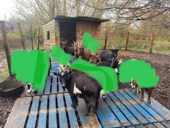 Image 1 of Pygmy Goats For Sale Only Males Left!