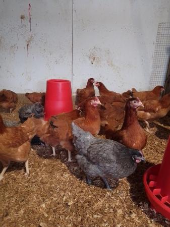 Image 1 of Pol chickens various colours