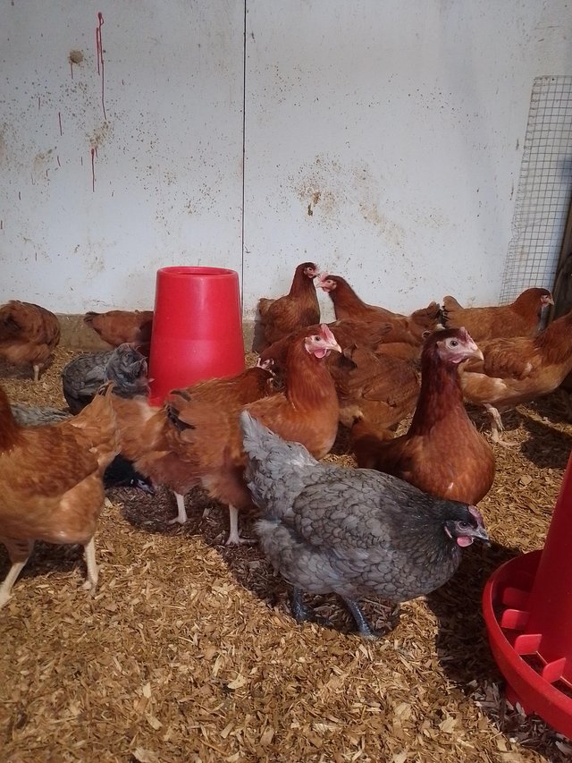 Preview of the first image of ** all sold till next month***Pol chickens various colours.