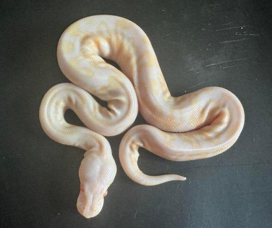 Image 4 of Cinnamon pastel albino ball python for sale