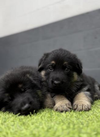 Image 6 of German shepherd puppies ready now