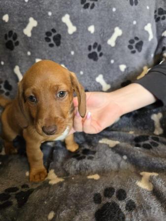 Image 21 of Smooth dachshund puppies ** READY TO LEAVE**