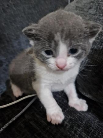 Image 1 of Grey and white kitten available