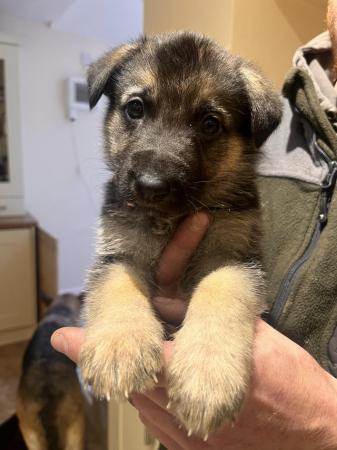 Image 1 of 7 gorgeous German shepherd puppies for sale.