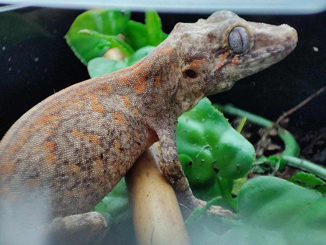 Preview of the first image of Orange blotch/ Orange reticulated Gargoyle gecko.