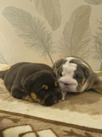 Image 6 of English Bulldog Puppies, Blue & Tan, Blue & White For Sale