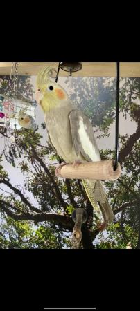 Image 5 of 7 month old cockatiel for sale