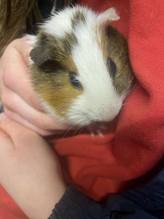 Image 5 of 3 Female Guinea Pigs. 2 9 month olds+ 1 5 month old daughter