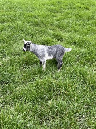 Image 1 of 4 lovely weather pure pygmy goats for sale