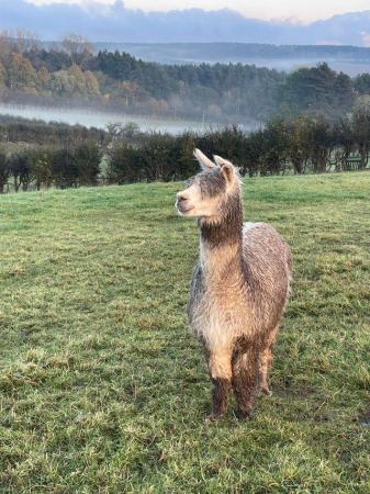 Image 1 of Alpacas quality female x3 registered with BAS