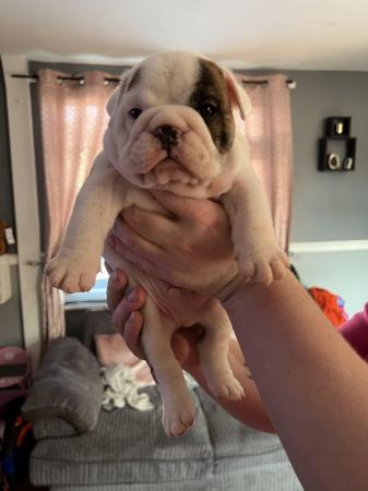 Image 10 of READY TO LEAVE NOW!!!! Stunning British bulldogs