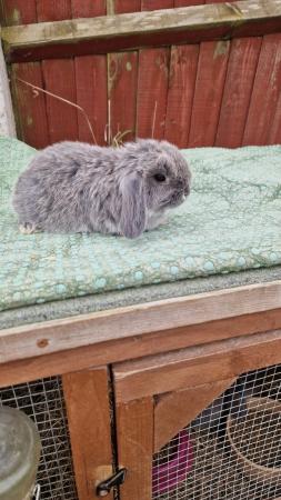 Image 5 of Mini lop looking for her forever home