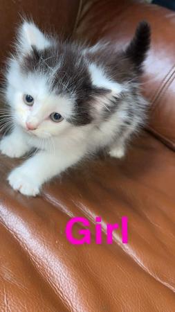 Image 1 of 4 kittens for sale looking for their forever sofa!!!