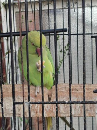 Image 4 of Indian Ringneck beautiful female parrot ! available for Sale