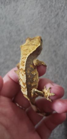 Image 3 of Wonderful Crested Gecko for sale