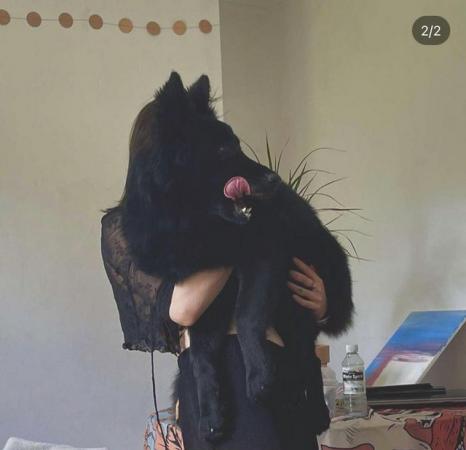 German Shepherd puppies for sale in Bracknell, Berkshire – 4 years old - Image 3 of 5