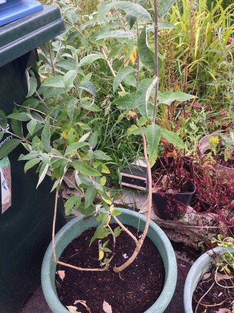 Preview of the first image of Buddleia Established in BRAND NEW Black pot-PURPLE or WHITE.