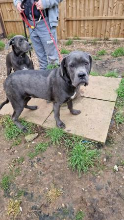 Image 10 of ICCF REGISTERED CANE CORSO PUP LAST BOY AVAILABLE