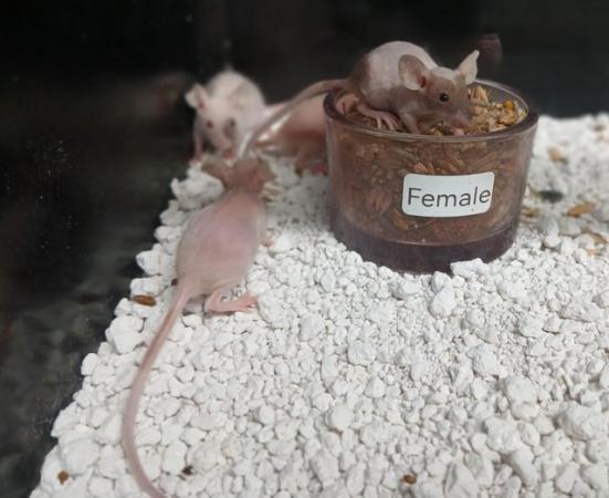 Image 11 of Naked Mice , Males and Females
