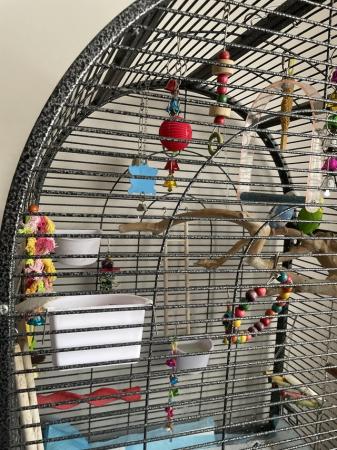 Image 4 of !SOLD! Budgies and cage