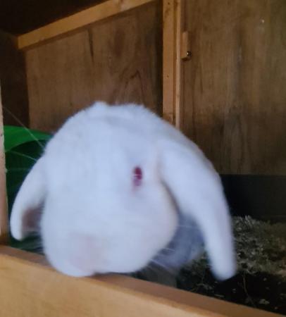 Image 4 of 2 year old red eyed white mini lop buck